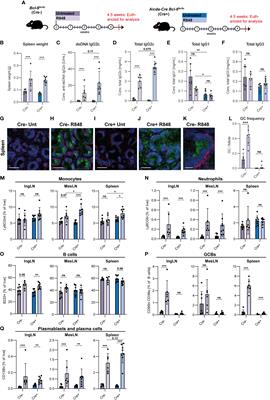 The extrafollicular response is sufficient to drive initiation of autoimmunity and early disease hallmarks of lupus